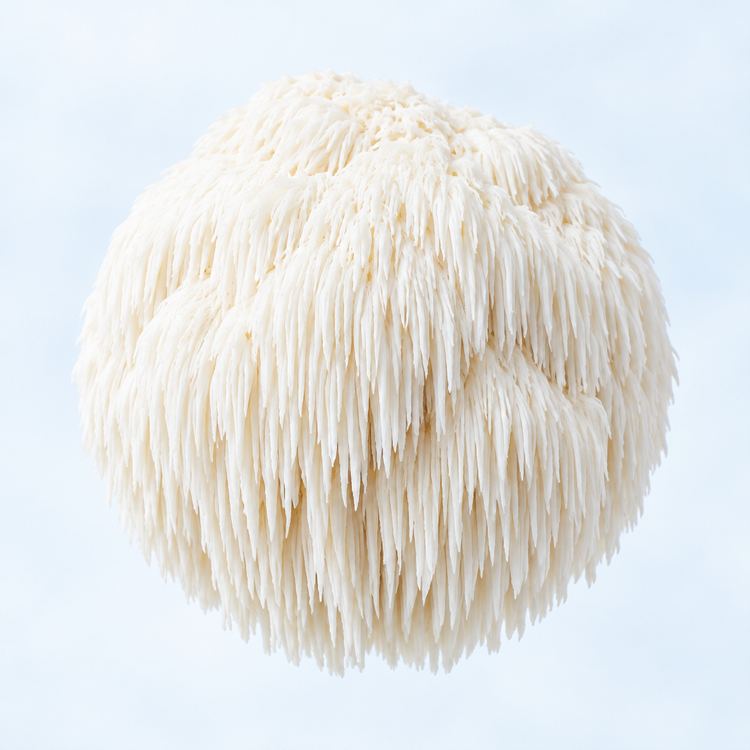 Lion’s Mane